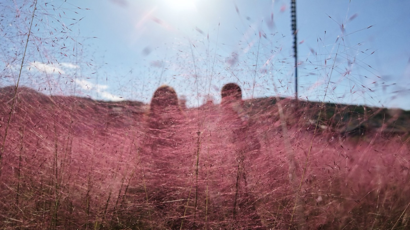 Pink muhly grass fields, Gansu